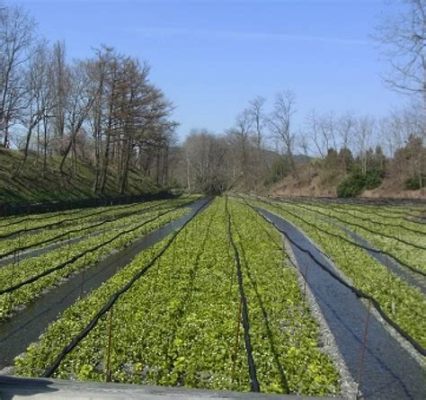 大王わさび農場 見どころ: わさびの香りと自然の調和を探る